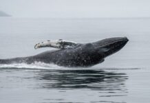 This Whale Bought ETH at $4,311 and Never Sold. It Cost Him $23.8 Million