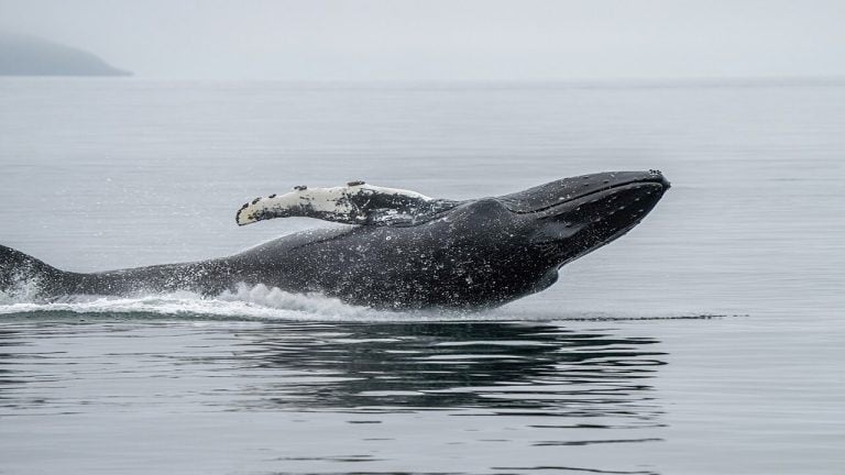 This Whale Bought ETH at $4,311 and Never Sold. It Cost Him $23