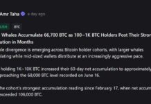 Whales vs. Mid-Tier Holders: The Dramatic Shift in Bitcoin Ownership Splitting the Market