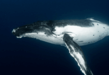 Satoshi-Era Bitcoin Whale Awakens, Moves $48M in Vintage BTC