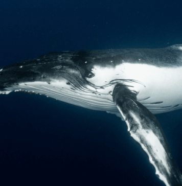 Satoshi-Era Bitcoin Whale Awakens, Moves $48M in Vintage BTC