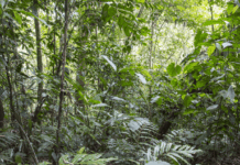 Sixteen Years After 12,000 Tons of Orange Peels, a Costa Rica Forest Grew Back