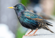 Birds Across Europe Flee Sooner When a Woman Approaches Than a Man, and Scientists Have No Idea Why